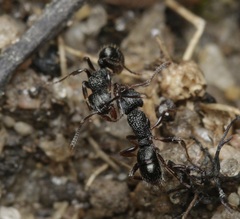 Rhytidoponera victoriae