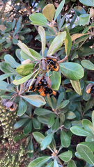 Pittosporum crassifolium