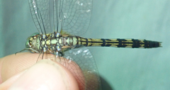 Orthetrum brachiale