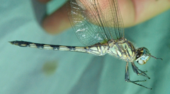 Orthetrum brachiale