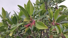 Bruguiera gymnorhiza