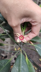 Bruguiera gymnorhiza