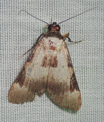 Audea melanoplaga