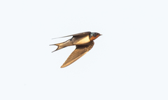 Hirundo lucida