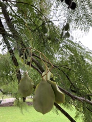 Jacaranda mimosifolia