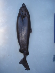 Portuguese Dogfish photo 3