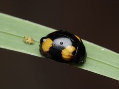 Peltoschema tetraspilotum