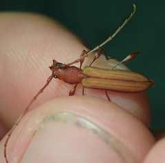 Cordylomera karschi