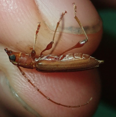 Cordylomera karschi