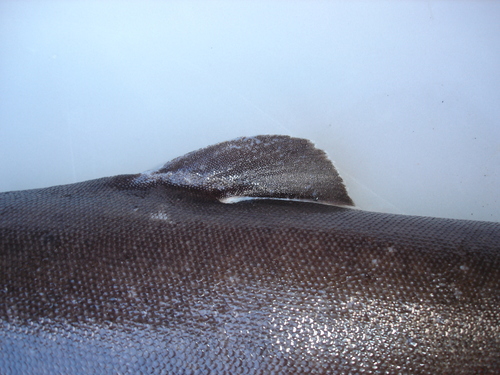 Portugese dogfish (Centroscymnus coelolepis) — Somniosidae — 5