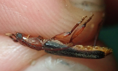 Pseudossibia obscurata