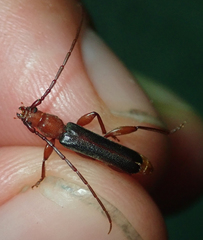 Pseudossibia obscurata