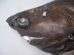 Portuguese Dogfish photo 4