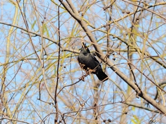 Acridotheres cristatellus