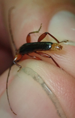 Pseudossibia obscurata