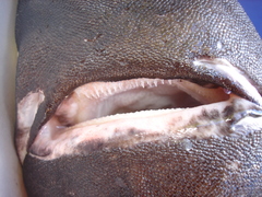 Portuguese Dogfish photo 5