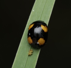 Peltoschema tetraspilotum