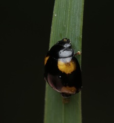 Peltoschema tetraspilotum