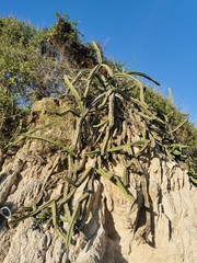Stenocereus standleyi