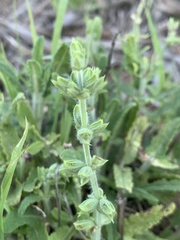 Salvia runcinata