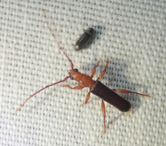 Pseudossibia obscurata