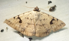 Hypopyra africana