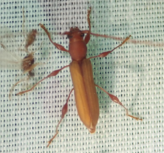 Cordylomera karschi