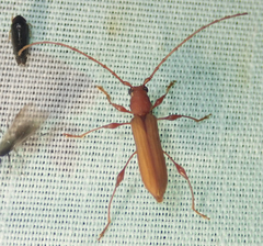 Cordylomera karschi