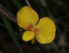 Platylobium infecundum