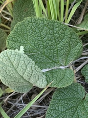 Hermannia transvaalensis