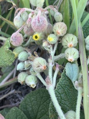 Hermannia transvaalensis