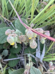 Hermannia transvaalensis