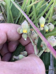 Hermannia transvaalensis