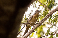 Dryoscopus gambensis