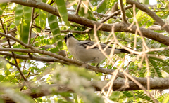 Dryoscopus gambensis