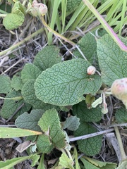 Hermannia transvaalensis