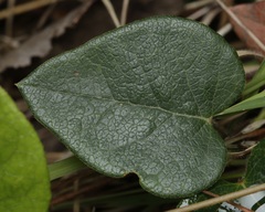 Platylobium infecundum