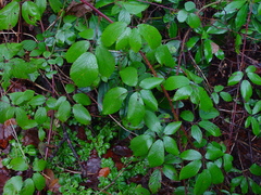 Rubus rufescens