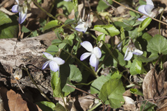 Viola suavis