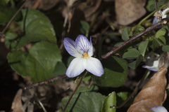 Viola suavis