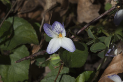 Viola suavis