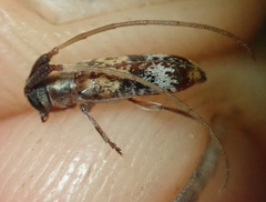 Eunidia subtergrisea