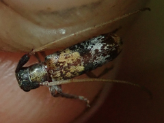 Eunidia subtergrisea