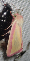 Heliothis galatheae