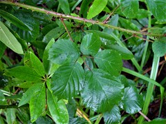 Rubus errabundus
