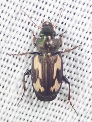Tetragonoderus thunbergi