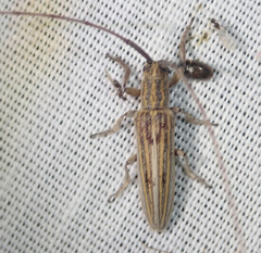 Hyllisia persimilis