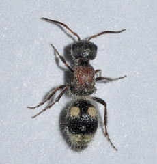 Bidecoloratilla iberica