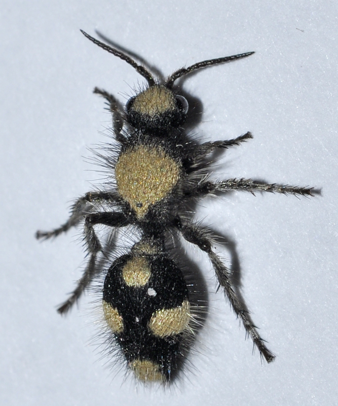 Dasylabris atrata