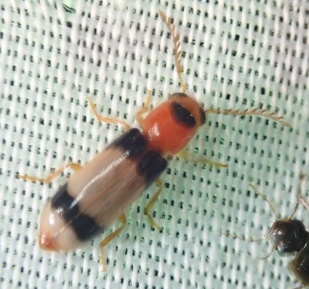 Variable Checkered Beetle